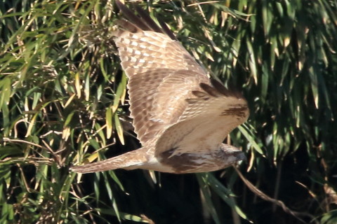 トリミング 2017/2月 SIGMA150-600C+7D2 焦点距離600mm F8 ss1/1250 ISO1000 Case3