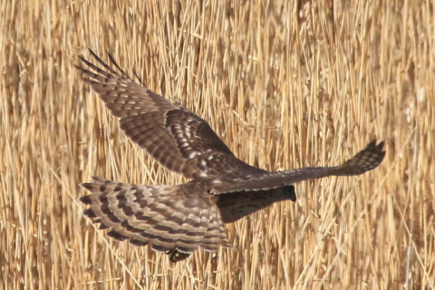 トリミング 2017/2月 SIGMA150-600C+7D2 焦点距離600mm F8 ss1/1600 ISO640 Case3
