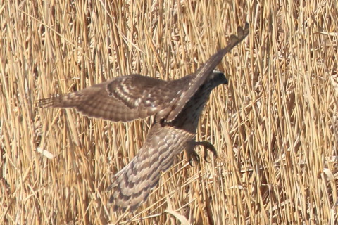 トリミング 2017/2月 SIGMA150-600C+7D2 焦点距離600mm F8 ss1/1600 ISO640 Case3