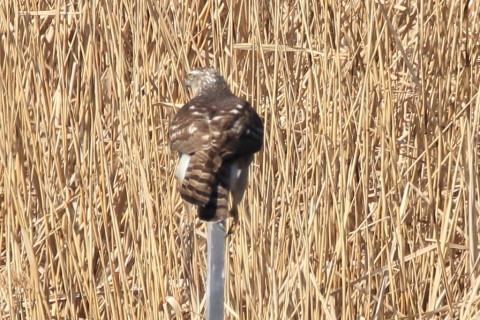 トリミング 2017/2月 SIGMA150-600C+7D2 焦点距離600mm F8 ss1/1600 ISO640 Case3