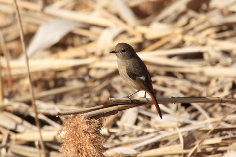 2017/2月 SIGMA150-600C+7D2 焦点距離600mm F7.1 ss1/2000 ISO500