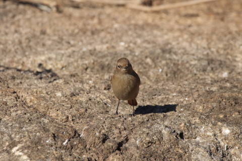 2017/2月 SIGMA150-600C+7D2 焦点距離562mm F7.1 ss1/2000 ISO500