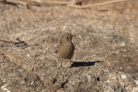 2017/2月 SIGMA150-600C+7D2 焦点距離562mm F7.1 ss1/2000 ISO500