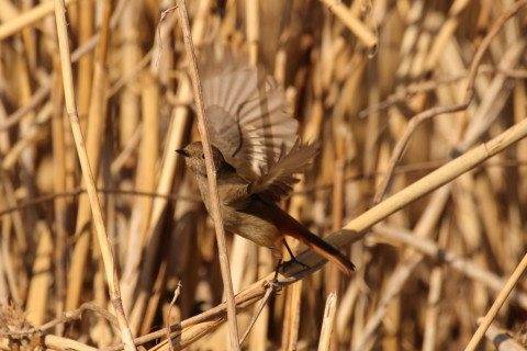 2017/2月 SIGMA150-600C+7D2 焦点距離562mm F7.1 ss1/2000 ISO500 Case5