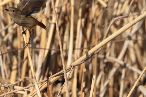 2017/2月 SIGMA150-600C+7D2 焦点距離562mm F7.1 ss1/2000 ISO500 Case5