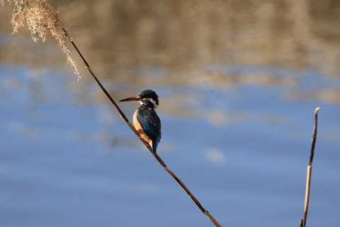 2017/2月 SIGMA150-600C+7D2 焦点距離600mm F8 ss1/1250 ISO640