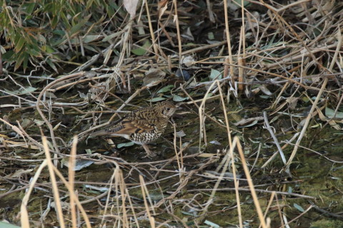 2017/2月 SIGMA150-600C+7D2 焦点距離600mm F8 ss1/640 ISO3200