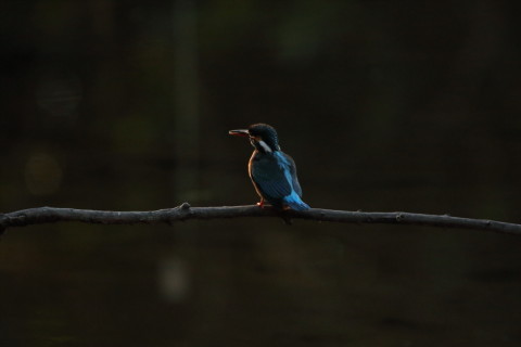 2017/2月 SIGMA150-600C+7D2 焦点距離600mm F7.1 ss1/2000 ISO3200