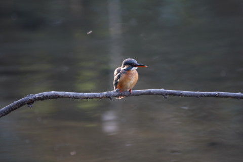 2017/2月 SIGMA150-600C+7D2 焦点距離600mm F6.3 ss1/60 ISO800