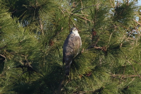 トリミング 2017/2月 SIGMA150-600C+7D2 焦点距離562mm F8 ss1/500 ISO320