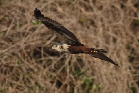 トリミング 2017/2月 SIGMA150-600C+7D2 焦点距離531mm F8 ss1/1600 ISO500 Case3