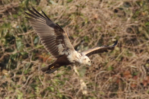 トリミング 2017/2月 SIGMA150-600C+7D2 焦点距離531mm F8 ss1/1600 ISO800 Case3