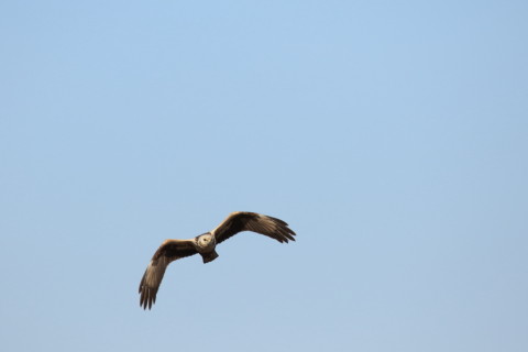 2017/2月 SIGMA150-600C+7D2 焦点距離600mm F8 ss1/1600 ISO500 Case3