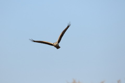 2017/2月 SIGMA150-600C+7D2 焦点距離600mm F8 ss1/1600 ISO500 Case3