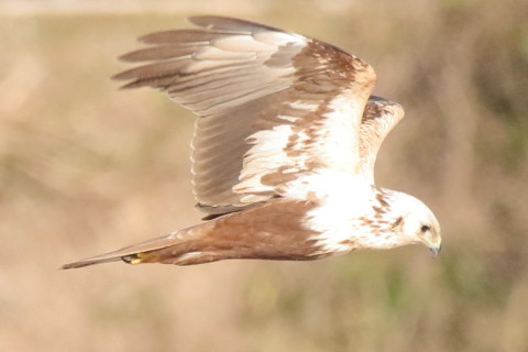 トリミング 2017/2月 SIGMA150-600C+7D2 焦点距離531mm F8 ss1/1600 ISO2000 Case3