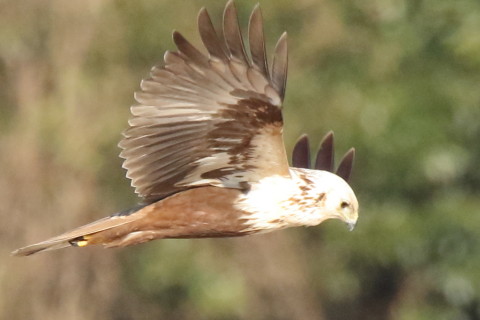 トリミング 2017/2月 SIGMA150-600C+7D2 焦点距離531mm F8 ss1/1600 ISO2000 Case3
