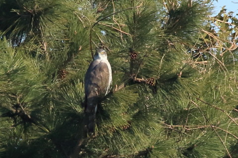 トリミング 2017/2月 SIGMA150-600C+7D2 焦点距離600mm F8 ss1/2000 ISO1250