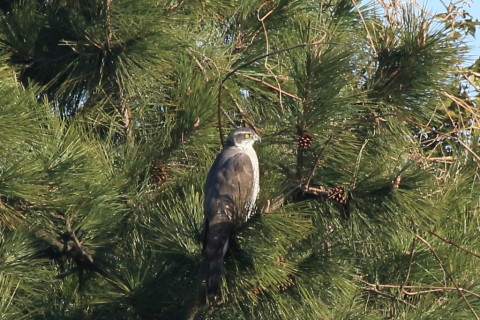 トリミング 2017/2月 SIGMA150-600C+7D2 焦点距離600mm F8 ss1/1000 ISO640
