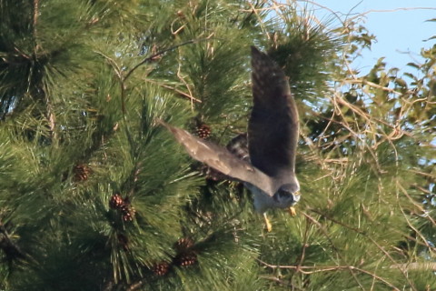 トリミング 2017/2月 SIGMA150-600C+7D2 焦点距離600mm F8 ss1/1600 ISO1000 Case3