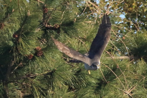 トリミング 2017/2月 SIGMA150-600C+7D2 焦点距離600mm F8 ss1/1600 ISO1000 Case3