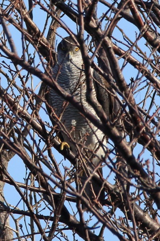 トリミング 2017/2月 SIGMA150-600C+7D2 焦点距離600mm F8 ss1/1600 ISO640 Case3