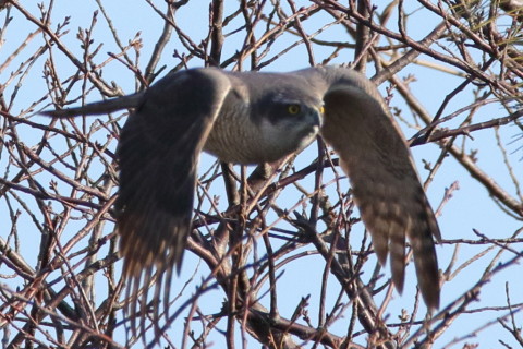 トリミング 2017/2月 SIGMA150-600C+7D2 焦点距離600mm F8 ss1/1600 ISO640 Case3