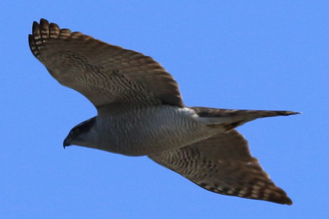 トリミング 2017/2月 SIGMA150-600C+7D2 焦点距離403mm F8 ss1/1600 ISO400 Case3