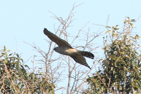トリミング 2017/2月 SIGMA150-600C+7D2 焦点距離600mm F7.1 ss1/1600 ISO1000 Case3