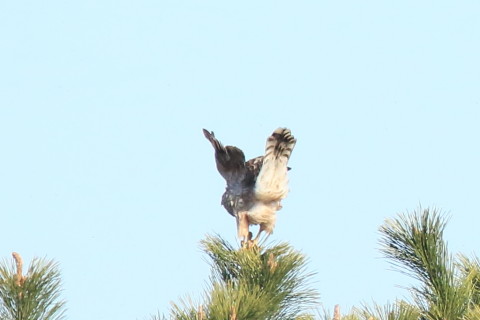 トリミング 2017/2月 SIGMA150-600C+7D2 焦点距離600mm F7.1 ss1/1600 ISO1000 Case3