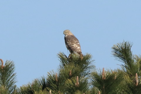 トリミング 2017/2月 SIGMA150-600C+7D2 焦点距離600mm F8 ss1/2500 ISO1000
