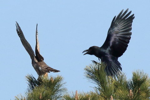 トリミング 2017/2月 SIGMA150-600C+7D2 焦点距離600mm F8 ss1/2000 ISO640 Case3