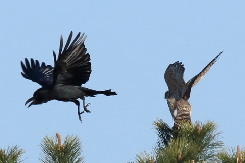 トリミング 2017/2月 SIGMA150-600C+7D2 焦点距離600mm F8 ss1/2000 ISO640 Case3