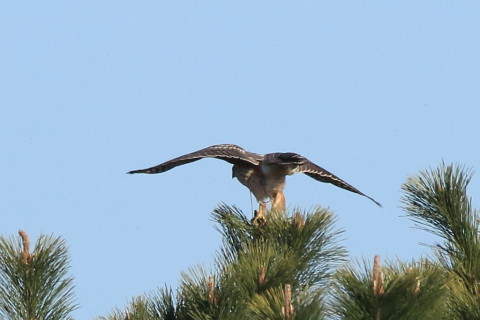 トリミング 2017/2月 SIGMA150-600C+7D2 焦点距離600mm F8 ss1/2000 ISO640 Case3