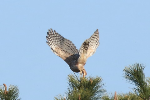 トリミング 2017/2月 SIGMA150-600C+7D2 焦点距離600mm F8 ss1/2000 ISO640 Case3