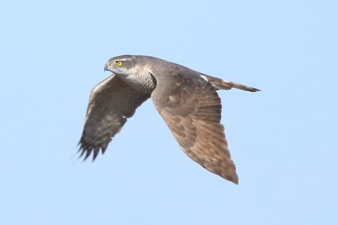 トリミング 2017/2月 SIGMA150-600C+7D2 焦点距離600mm F6.3 ss1/2000 ISO500 Case3