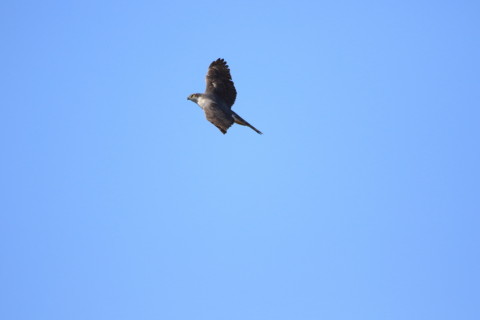 2017/2月 SIGMA150-600C+7D2 焦点距離600mm F6.3 ss1/2000 ISO500 Case3