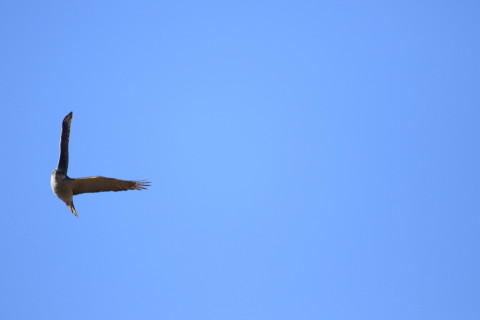 2017/2月 SIGMA150-600C+7D2 焦点距離600mm F6.3 ss1/2000 ISO500 Case3