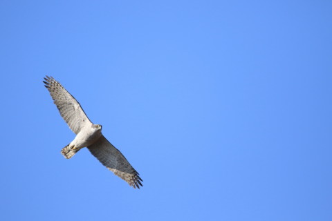 2017/2月 SIGMA150-600C+7D2 焦点距離600mm F6.3 ss1/2000 ISO500 Case3