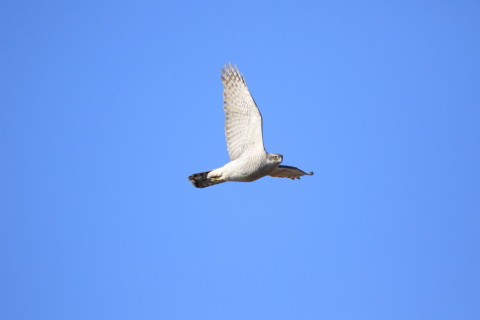 2017/2月 SIGMA150-600C+7D2 焦点距離600mm F6.3 ss1/2000 ISO500 Case3