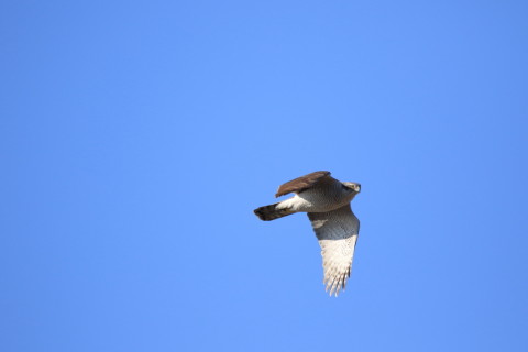 2017/2月 SIGMA150-600C+7D2 焦点距離600mm F6.3 ss1/2000 ISO500 Case3