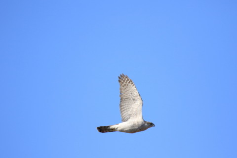 2017/2月 SIGMA150-600C+7D2 焦点距離600mm F6.3 ss1/2000 ISO500 Case3