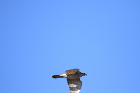 2017/2月 SIGMA150-600C+7D2 焦点距離600mm F6.3 ss1/2000 ISO500 Case3