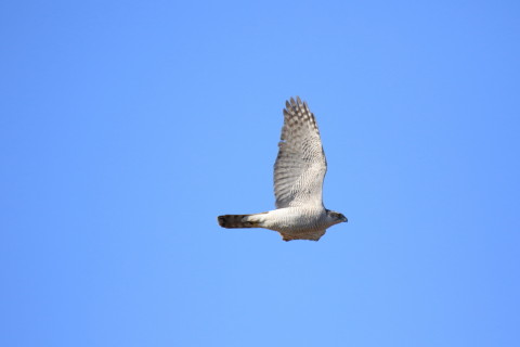 2017/2月 SIGMA150-600C+7D2 焦点距離600mm F6.3 ss1/2000 ISO500 Case3