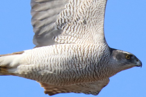 トリミング 2017/2月 SIGMA150-600C+7D2 焦点距離600mm F6.3 ss1/2000 ISO500 Case3