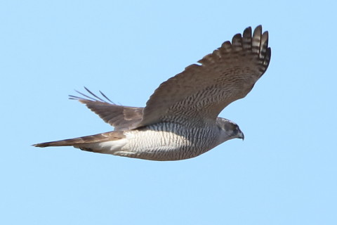 トリミング 2017/2月 SIGMA150-600C+7D2 焦点距離531mm F6.3 ss1/2000 ISO500 Case3