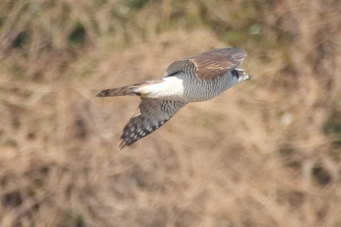 トリミング 2017/2月 SIGMA150-600C+7D2 焦点距離600mm F7.1 ss1/2000 ISO800 Case3