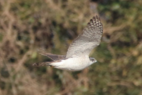 トリミング 2017/2月 SIGMA150-600C+7D2 焦点距離600mm F7.1 ss1/2000 ISO800 Case3