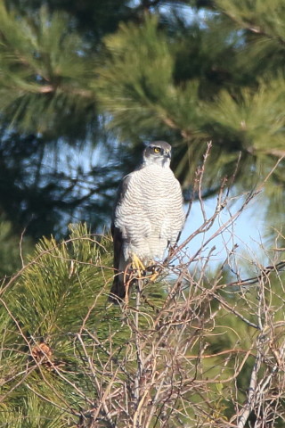 トリミング 2017/2月 SIGMA150-600C+7D2 焦点距離600mm F8 ss1/1600 ISO800