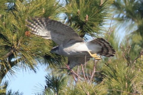 トリミング 2017/2月 SIGMA150-600C+7D2 焦点距離600mm F8 ss1/1600 ISO800 Case3