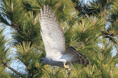 トリミング 2017/2月 SIGMA150-600C+7D2 焦点距離600mm F8 ss1/1600 ISO800 Case3